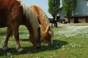 Maisons de vacances Gite de charme a la ferme : photos des chambres