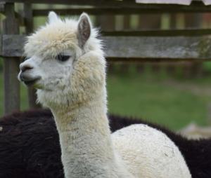 Maisons de vacances Gite de charme a la ferme : photos des chambres