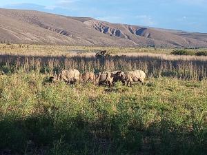 Descanso cordillerano llano blanco