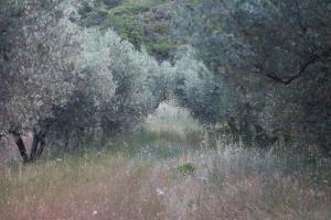 Maisons de vacances Mas de Baubesse: Paradise in Provence : photos des chambres