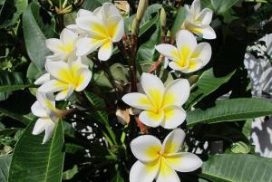 Villa des Frangipanes