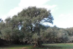 Stazzo Gallurese La Cugara img40