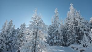 Appartements Au Chasseur : photos des chambres