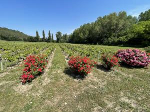 Maisons d'hotes Chateau Talaud : photos des chambres