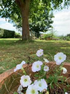 Maisons de vacances Cottage chaleureux au coeur des Monts de Flandres : photos des chambres