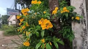 Montra Guesthouse - Phato