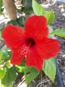 Hibiscus Green Apartments