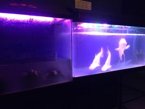 Vishram Homestay, Malpe Beach, Udupi