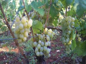 Apartments Villa Sarajevo