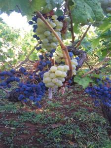 Apartments Villa Sarajevo