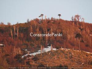 Corazon de Panki