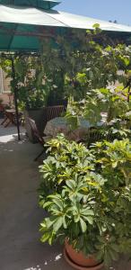 Apartments Dalia House