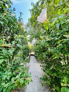 Babvirág Porta Fonyódliget