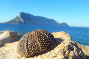 Sunny House a Punta Molara img42
