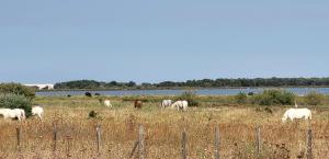 Marie Galante la plage au bout du chemin !