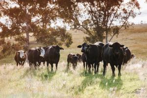 Hepburn Retreat at Valley View, Ilford NSW