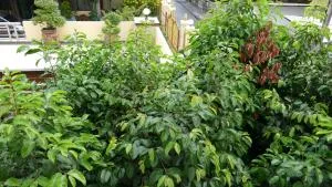 Influencer Dream Bangkok - Bang Chak