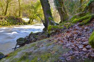 B&B / Chambres d'hotes L'Araucaria - chambres d'hotes et gite : photos des chambres