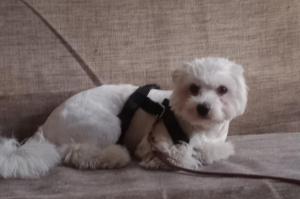 Frangipani Holiday Home