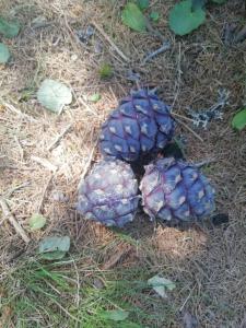 Appartamento Dimaro Folgarida Daolasa ski