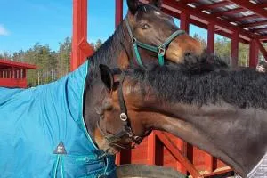 Kankaanpään Ratsastuskeskus - Kankaanpää