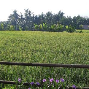 PB Pondok Gandalangu Garden House Bali