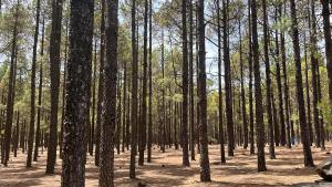 El Caserio de Araña - Atlantic Blue Ocean