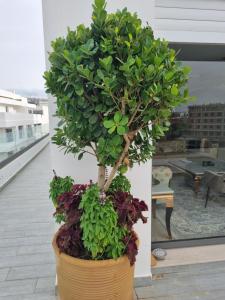 Vue panoramique sur la baie de Tanger