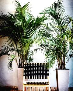 CASA BUHO and COZY JUNGLE CABANA