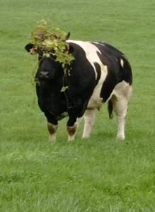 Le Ptit Nid : Mini loft pour 2 à 4 personnes