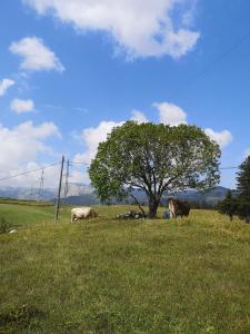 Holiday Villa Silvija