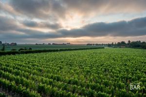 Wine-barrel Pinot-Gris
