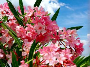 Welcoming house in Punta Tramontana – 60 m² with sea view img22