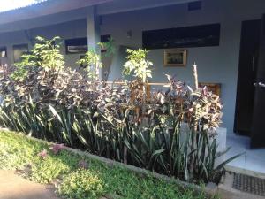 Mbah Mek Trawangan Homestay