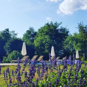 Luxury Villa Četiri Hrasta