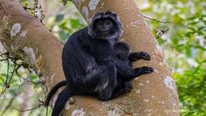 Mysha Guest House-Lombok