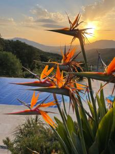 B&B / Chambres d'hotes Villa U Tramontu : photos des chambres