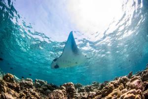 Maamunagau Island, Raa Atoll, 05060, Maldives.