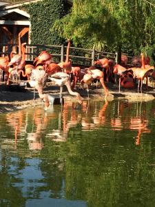 Maisons de vacances Beautiful ecolodge with heated pool all year round in Charente-Maritime : photos des chambres