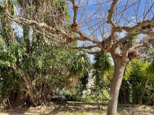 Appartements Vacances entre Bormes et Le Lavandou : Appartement 1 Chambre