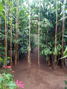 Tribal Village Homestay & Trekking