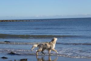 Blacksmith’s Barn - Cosy, Chilled & Dog Friendly.