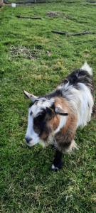 Blashford Manor Farmhouse Holiday Cottage - The Shire Cottage