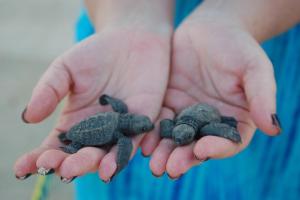 Turtle Paradise
