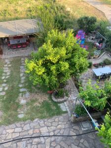 House with garden