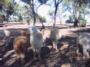 Linger Longer Vineyard