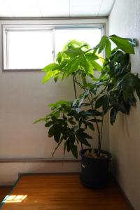 Ryokan Warajisha - Vacation STAY 62566v