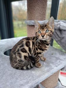 Maisons d'hotes La maison des animaux de compagnie : photos des chambres