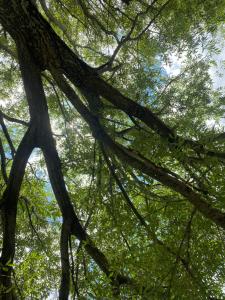 Complejo Las Violetas