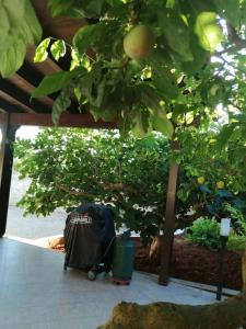 Villetta tra ulivi e mare